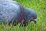 Pigeon In The Yard_DSCF00942